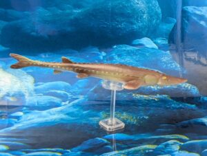Read more about the article Shovelnose Sturgeon (6 Inch Sequence by Reproduction Toy Fish)