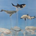 Whales and Dolphins (Marine Animals by Panini), Half 1