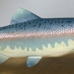 Salmon (Unbelievable Creatures by Safari Ltd.)