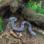 Ringed Caecilian (Animal Paradise by Oenux)