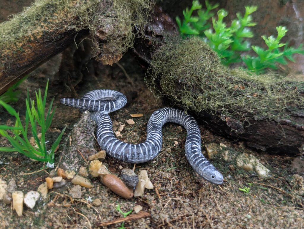 You are currently viewing Ringed Caecilian (Animal Paradise by Oenux)