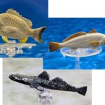 Coastal Fish Half 2: Yellowfin Bream, Mulloway, Dusky Flathead (Mini Fish)