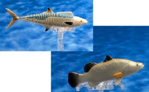 Read more about the article Tropical Fish Half 1: Slender-Barred Spanish Mackerel and Barramundi (Mini Fish)