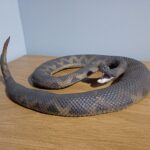The Rattler (Unimaginable Creatures by Safari Ltd.)