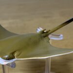 Cownose Ray (Small Sea Animals Playset by Toymany)