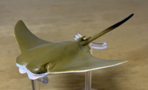 Read more about the article Cownose Ray (Small Sea Animals Playset by Toymany)