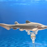 Goblin Shark (Wild Safari Sealife by Safari Ltd)