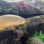 Asian Arowana yellowtail selection (World of Tropical Fish by Marmit)