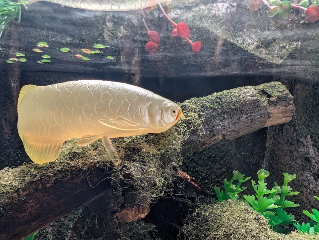 You are currently viewing Asian Arowana yellowtail selection (World of Tropical Fish by Marmit)