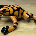 Harlequin Poison Dart Frog (Baltimore Aquarium Poison Dart Frogs/Frogs of the Rainforest by Safari Ltd.)