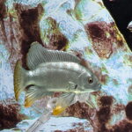 Electrical Blue Hap Cichlid (World of Tropical Fish by Marmit)