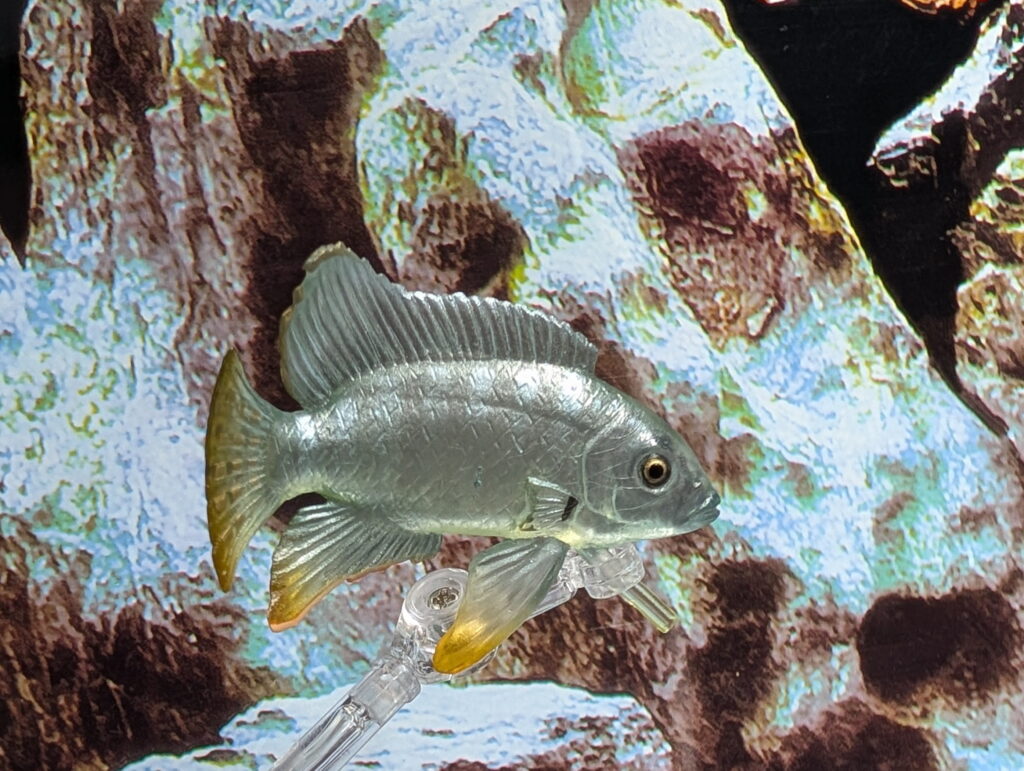 You are currently viewing Electrical Blue Hap Cichlid (World of Tropical Fish by Marmit)