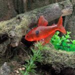 Purple Phantom Tetra (World of Tropical Fish by Marmit)