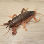 Mole Cricket (Simulation Insect Hole Mannequin by Oenux)
