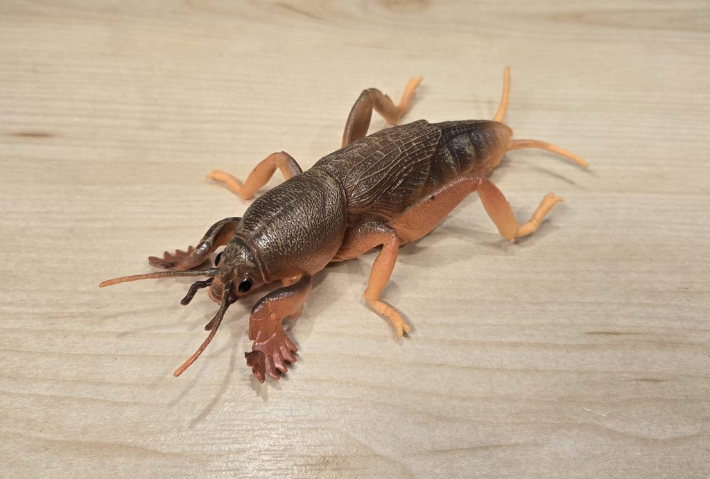 You are currently viewing Mole Cricket (Simulation Insect Hole Mannequin by Oenux)