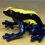 Dyeing Poison Dart Frog (Baltimore Aquarium Poison Dart Frogs/Frogs of the Rainforest by Safari Ltd.)