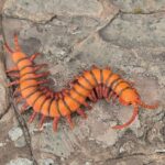Centipede (Massive Bugs and Spiders by Bullyland)