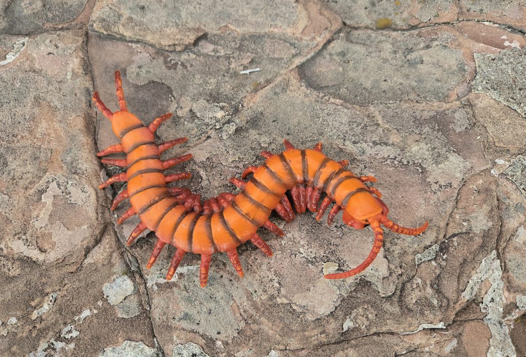 You are currently viewing Centipede (Massive Bugs and Spiders by Bullyland)