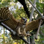 Nice Horned Owl (Wings of the World by Safari Ltd.)