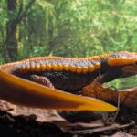 Emperor newt (Hellbender Museum) – Animal Toy Weblog