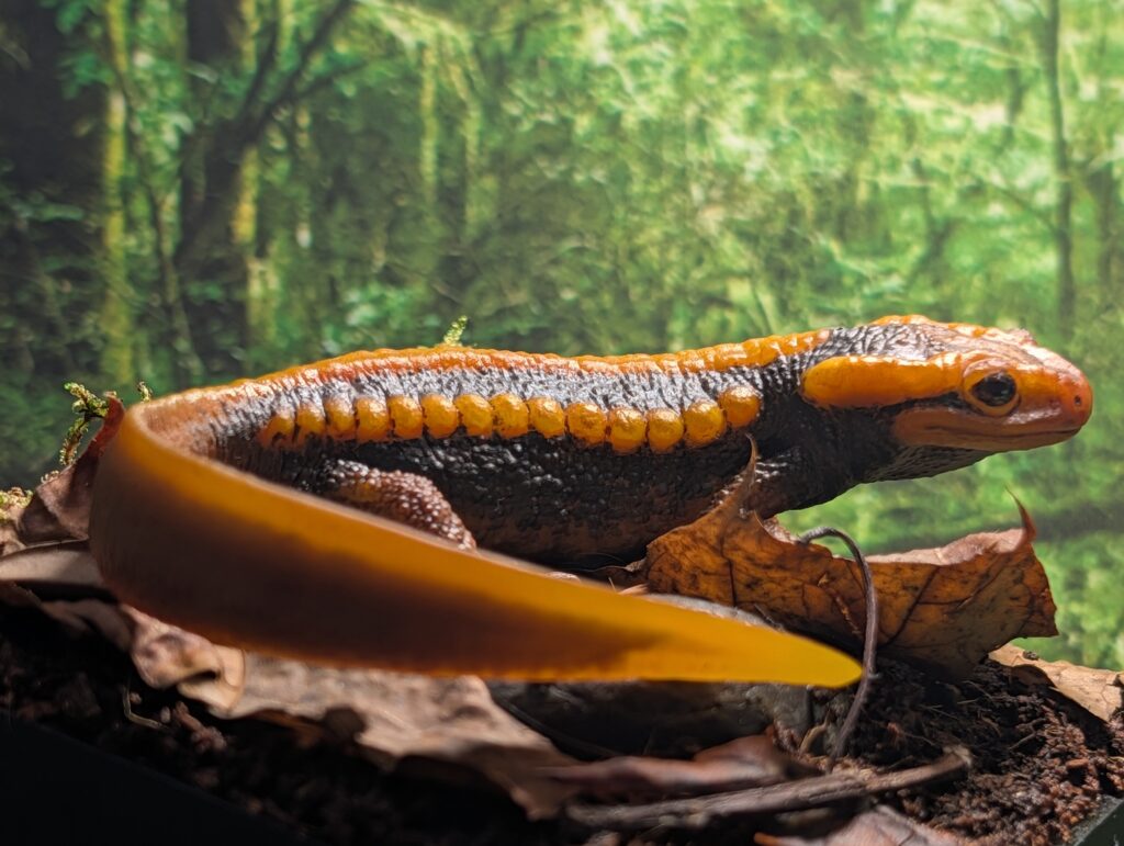 You are currently viewing Emperor newt (Hellbender Museum) – Animal Toy Weblog