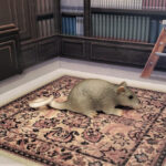 Rat (Schleich Pets by Schleich)